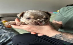 French Bulldog dogs for sale: Isabella french bulldog - Image 1