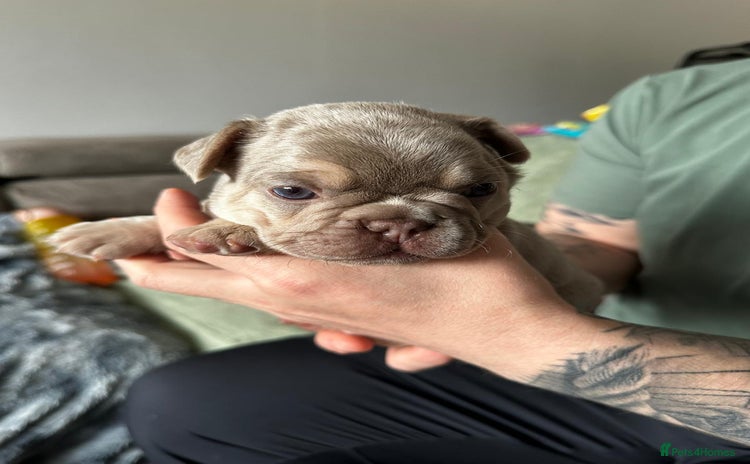 French Bulldog dogs - Advert 4
