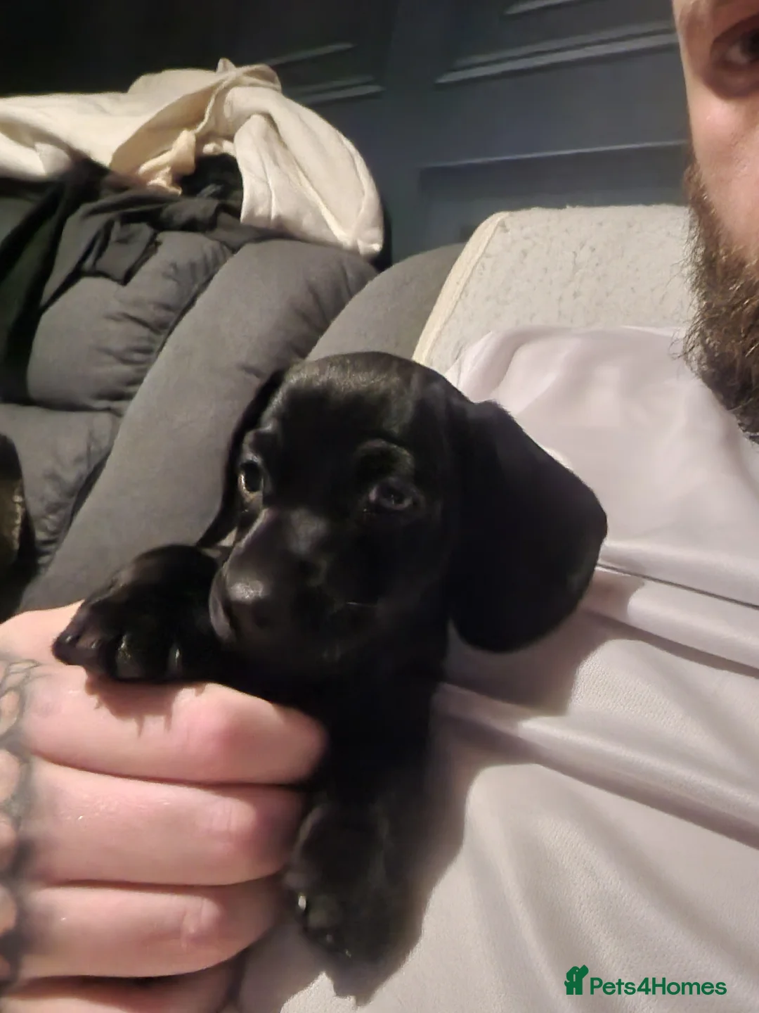 Miniature Dachshund dogs for sale: Miniature dachshund  - Advert 22