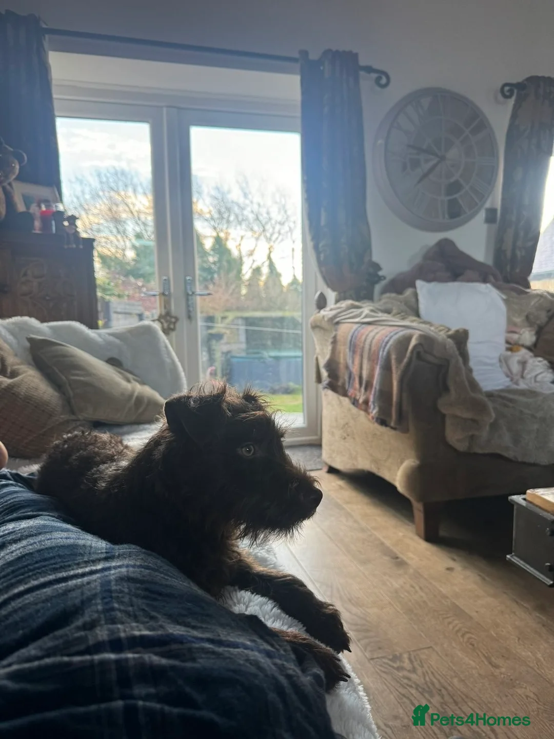 Patterdale Terrier dogs for sale: Patterdale Dog - Advert 3