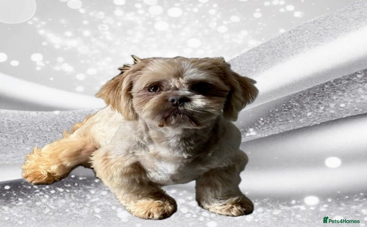 Shih Tzu dogs - Advert 6