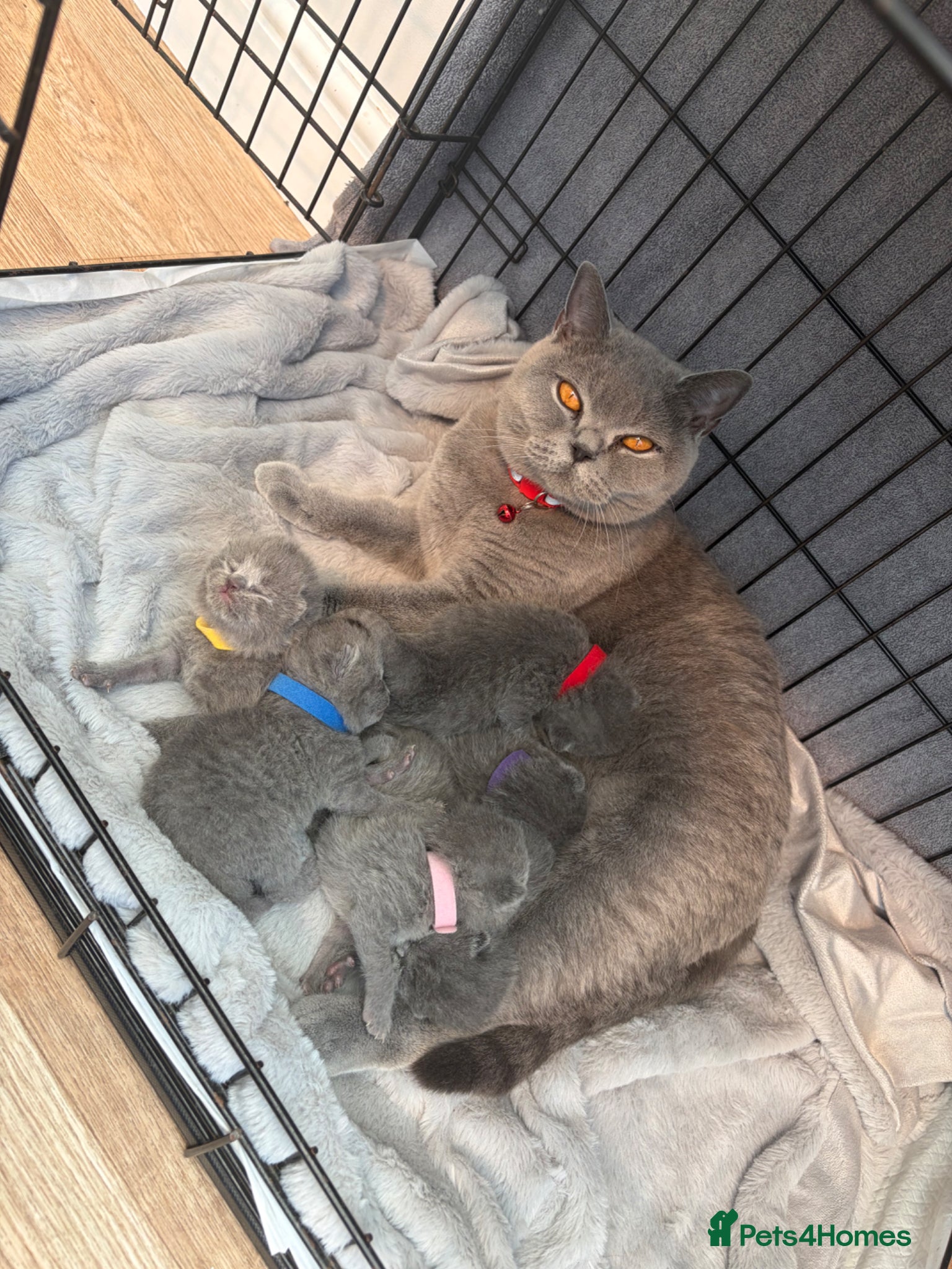 British Shorthair cats 5 generation pedigree GCCF registered  - Advert 1