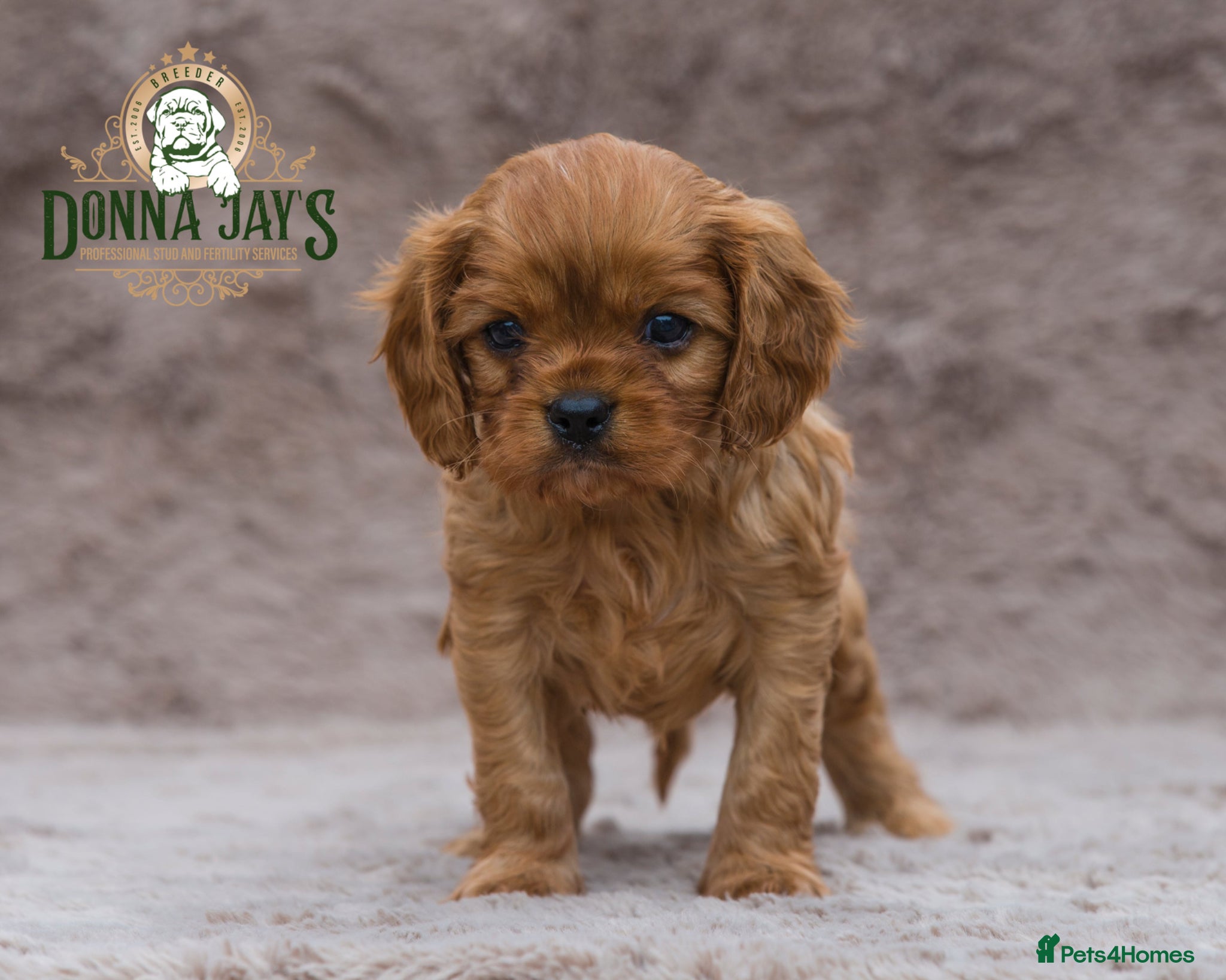 Cavalier King Charles Spaniel dogs Donna Jays Petite Cavaliers 🌟🌟🌟🌟🌟 - Advert 1