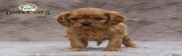 Cavalier King Charles Spaniel dogs for sale: Donna Jays Petite Cavaliers 🌟🌟🌟🌟🌟 - Advert 1