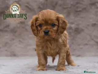 Cavalier King Charles Spaniel dogs for sale: Donna Jays Petite Cavaliers ๐๐๐๐๐ - Advert 4