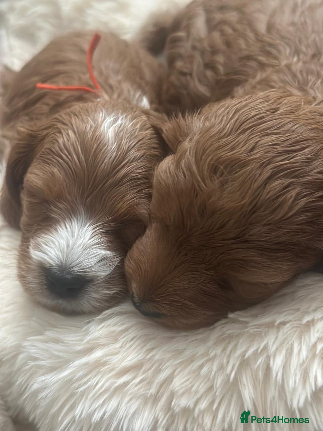 Cockapoo dogs for sale: Stunning F1 Cockerpoo Puppies  - Advert 8