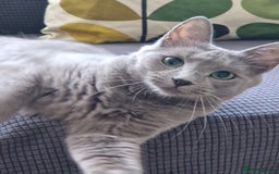 Nebelung cats for sale: Pedigree Nebelung boy kitten  - Image 7