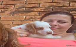 Cocker Spaniel dogs for sale: Cocker spaniels - Image 19