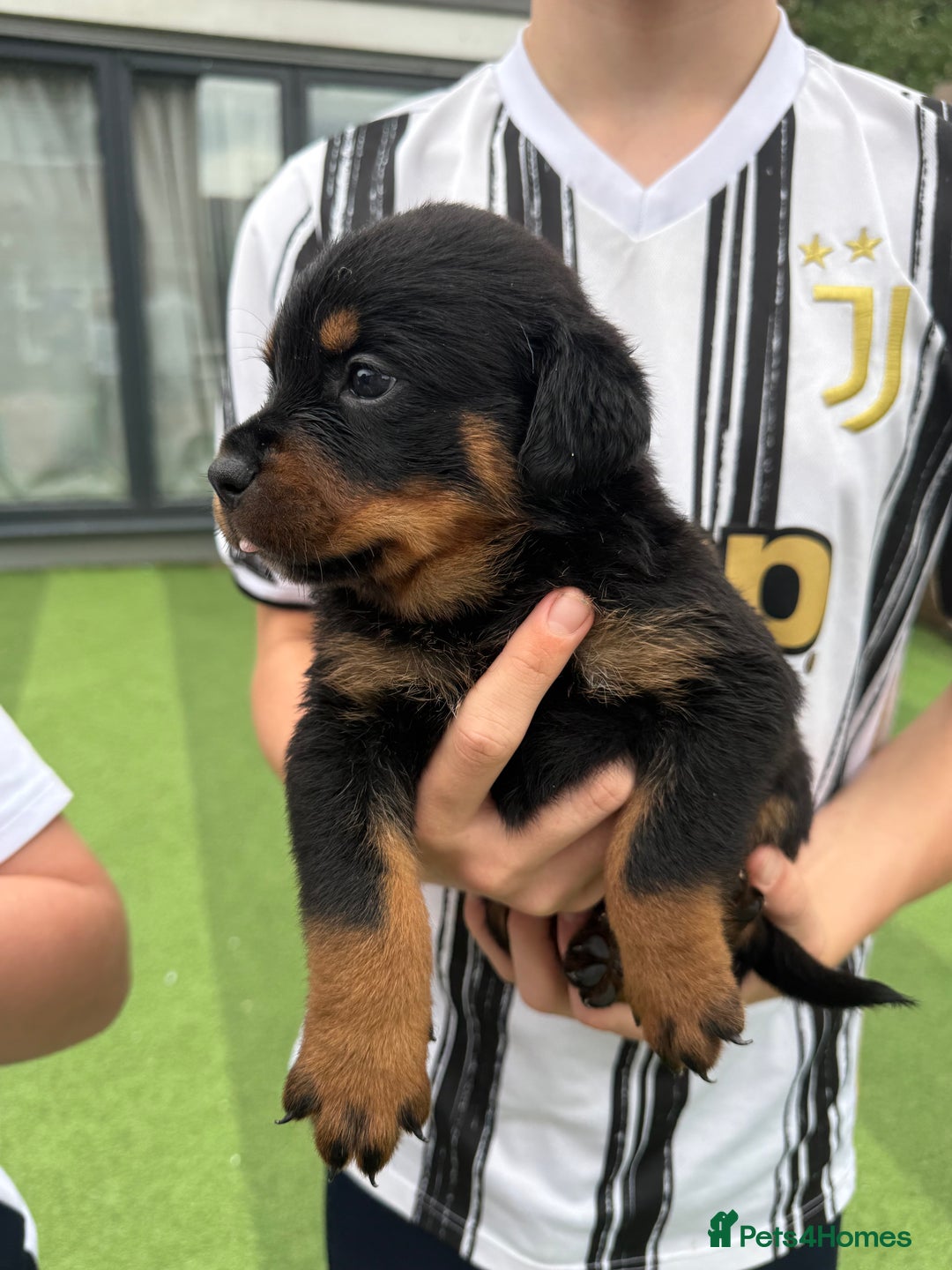 Rottweiler dogs for sale: Rottweiler puppies  - Image 13