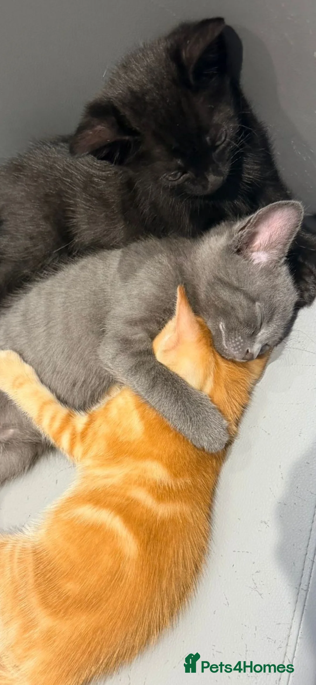 Mixed Breed cats for sale:     She is a domestic shorthair cat with blue eyes - Advert 2