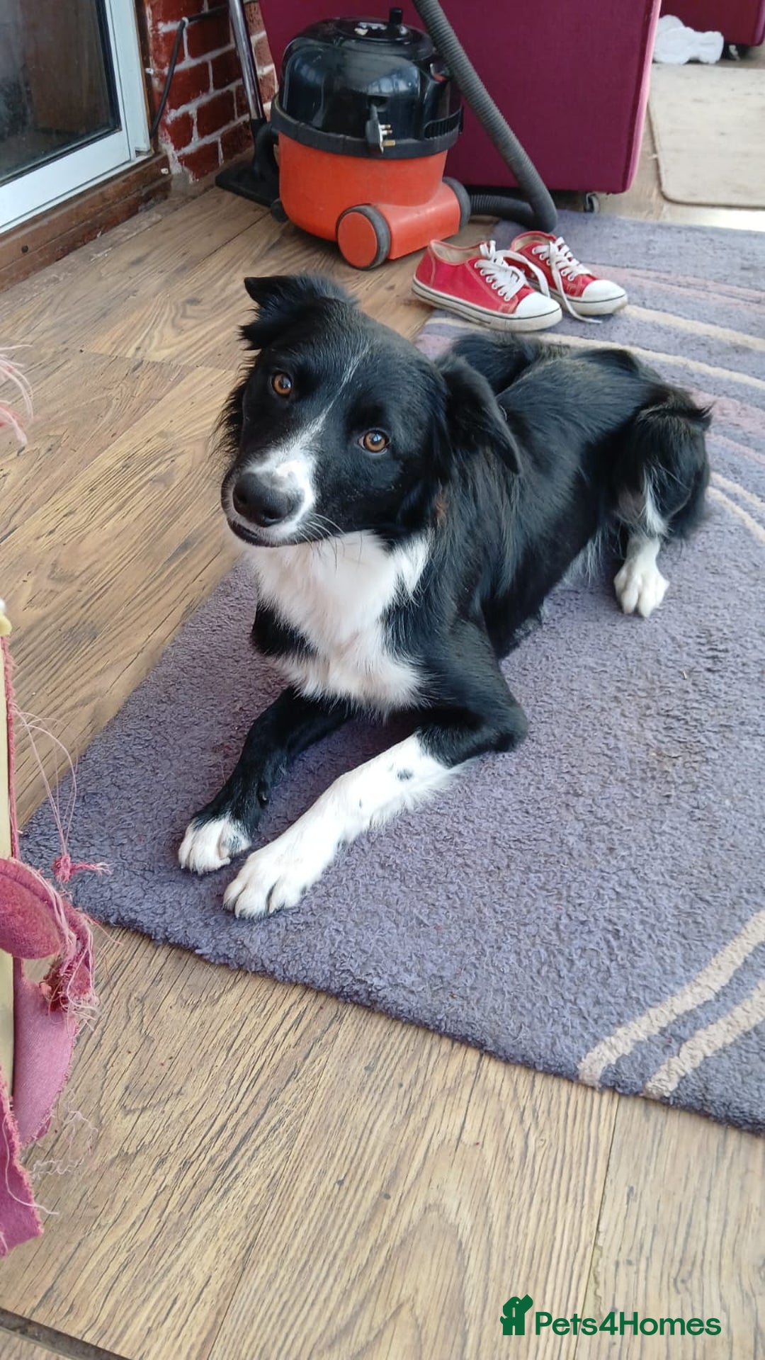 Mixed Breed dogs for sale: Shollies  - Image 9