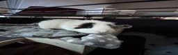 Guinea Pig rodents for sale: 2 sweet female guinea pig sisters  - Advert 4