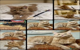 Maine Coon cats for sale: Last Ginger Boy Pure Mainecoon! - Image 12