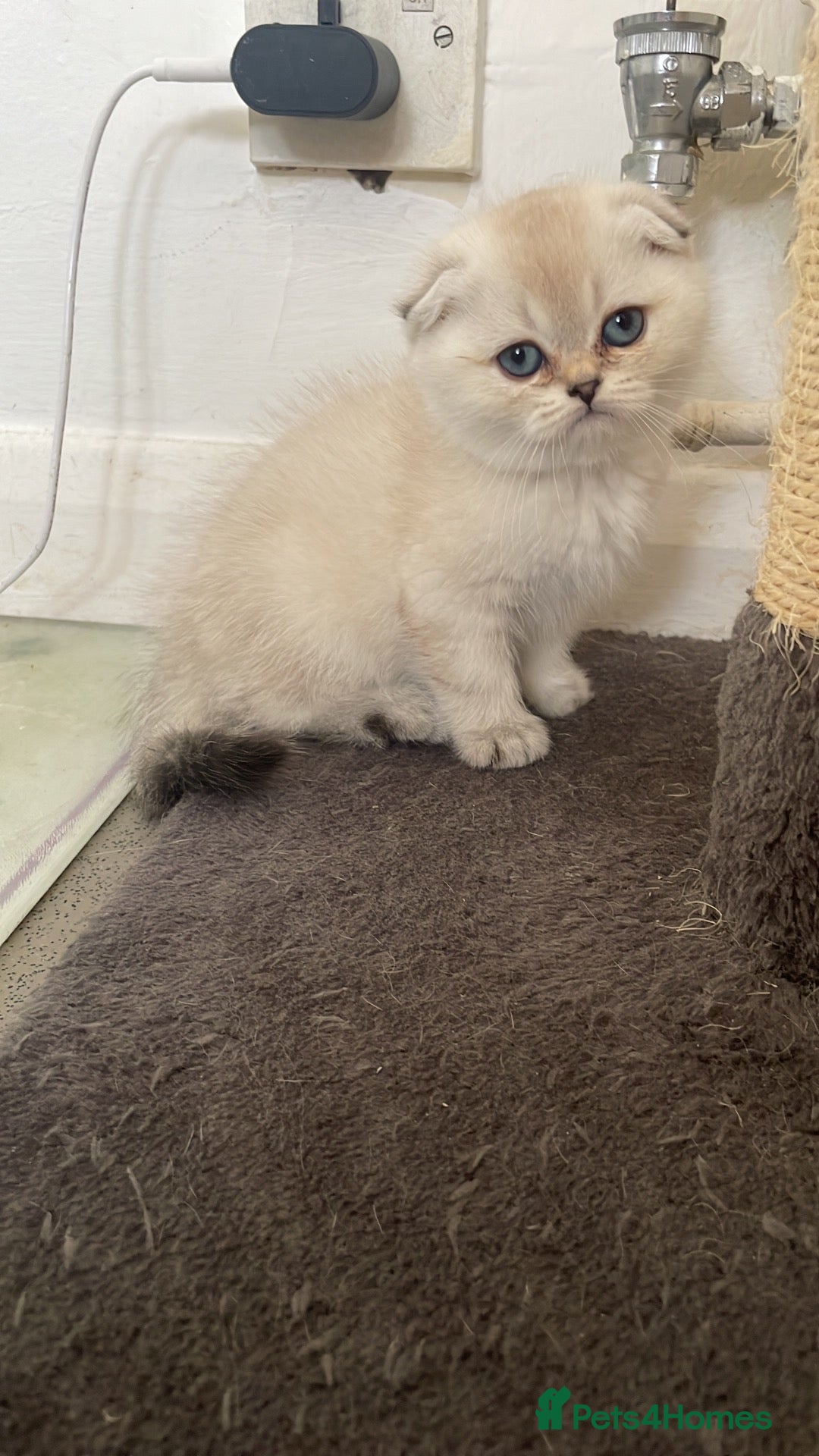 Scottish Fold cats Adorable Scottish Fold Kittens for Sale  - Advert 2