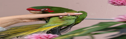 Conures birds for sale: Mitred conure mitred parakeet silly tamed  - Advert 8
