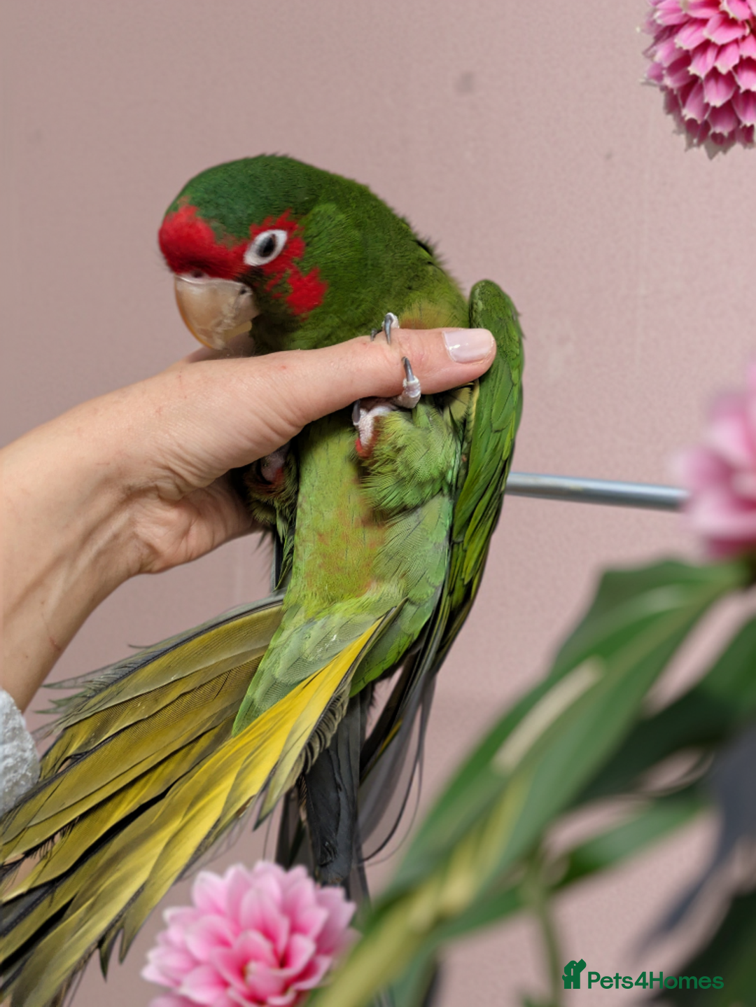 Conures birds for sale: Mitred conure mitred parakeet silly tamed  - Advert 8