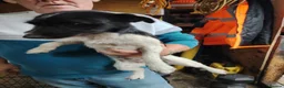 Jack Russell dogs for sale: 1 Year Old Jack Russell Girl - Advert 4