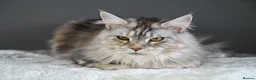Maine Coon cats for sale: Octavia & Freya  - Advert 18