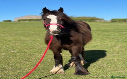 Other Breed horses for sale: 2 year old black cob filly to make approx 14.1/2hh - Image 7