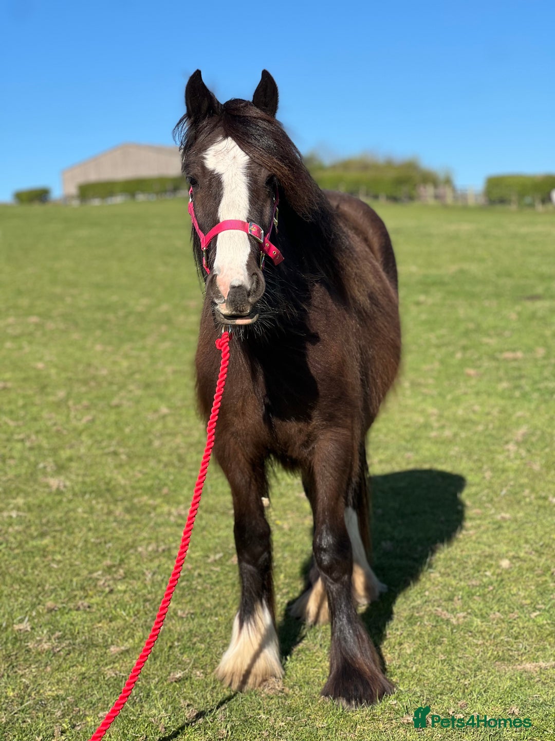 Other Breed horses for sale: 2 year old black cob filly to make approx 14.1/2hh - Image 7