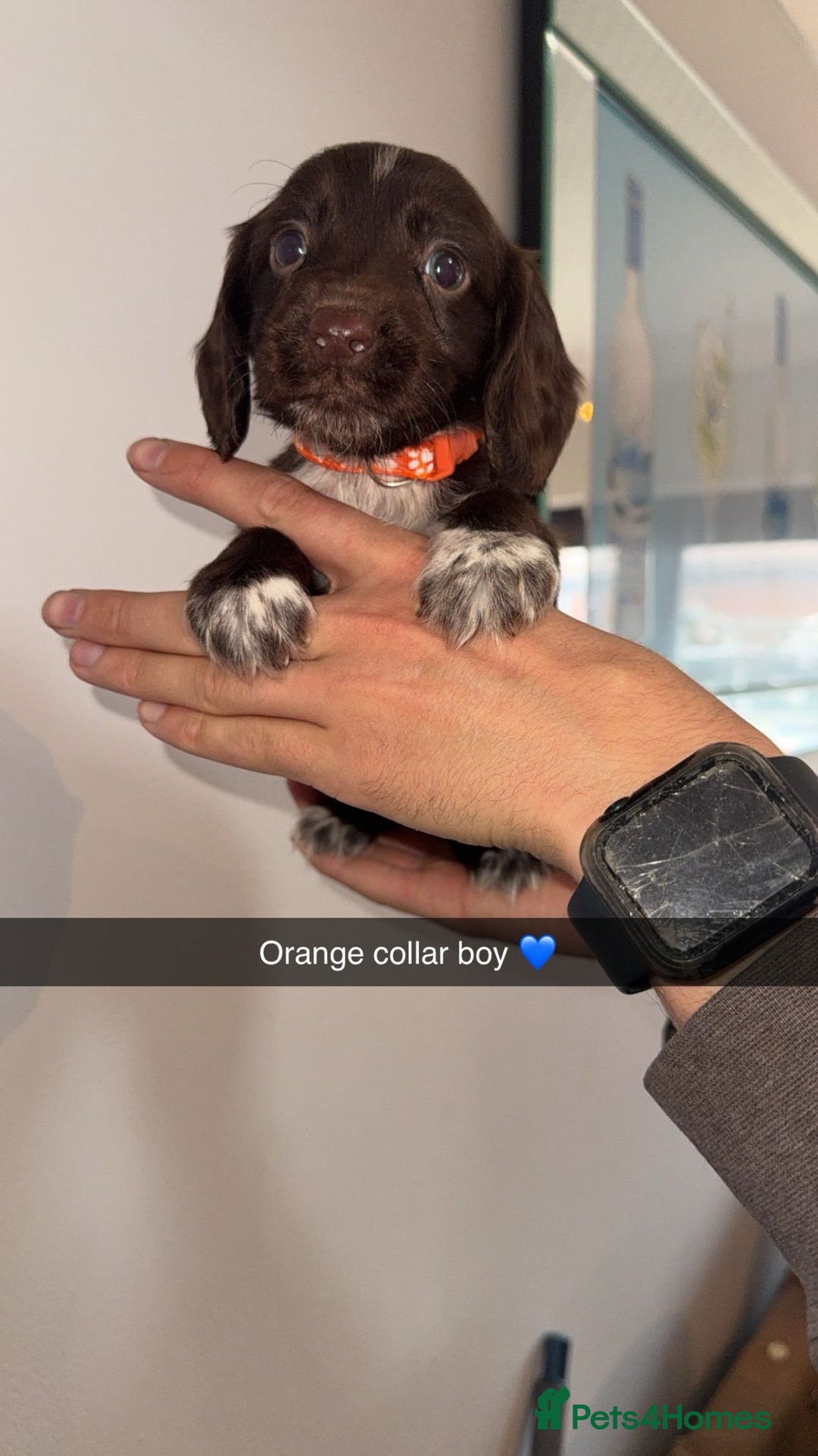 Cocker Spaniel dogs for sale: Cocker spaniel puppies  - Image 3