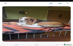 Bocker dogs for sale: Male beagle puppy  - Image 5