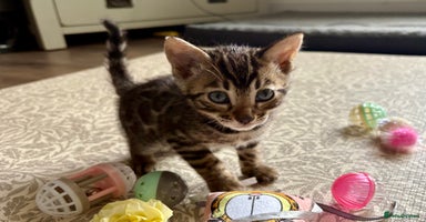 Bengal cats - Advert 13