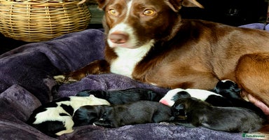 Mixed Breed dogs Short haired Collie pups - Advert 14