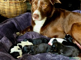 Mixed Breed dogs Short haired Collie pups - Advert 14