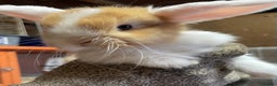 Mini Lop rabbits for sale: Extra Special Mini Lop Babies Bunnies  - Advert 6