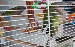 Parakeets birds for sale: Derbyan Parakeets for sale - Image 2