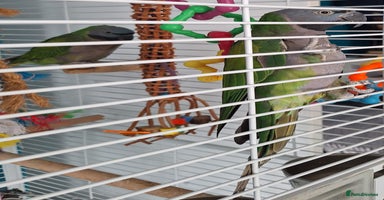 Parakeets birds - Advert 9