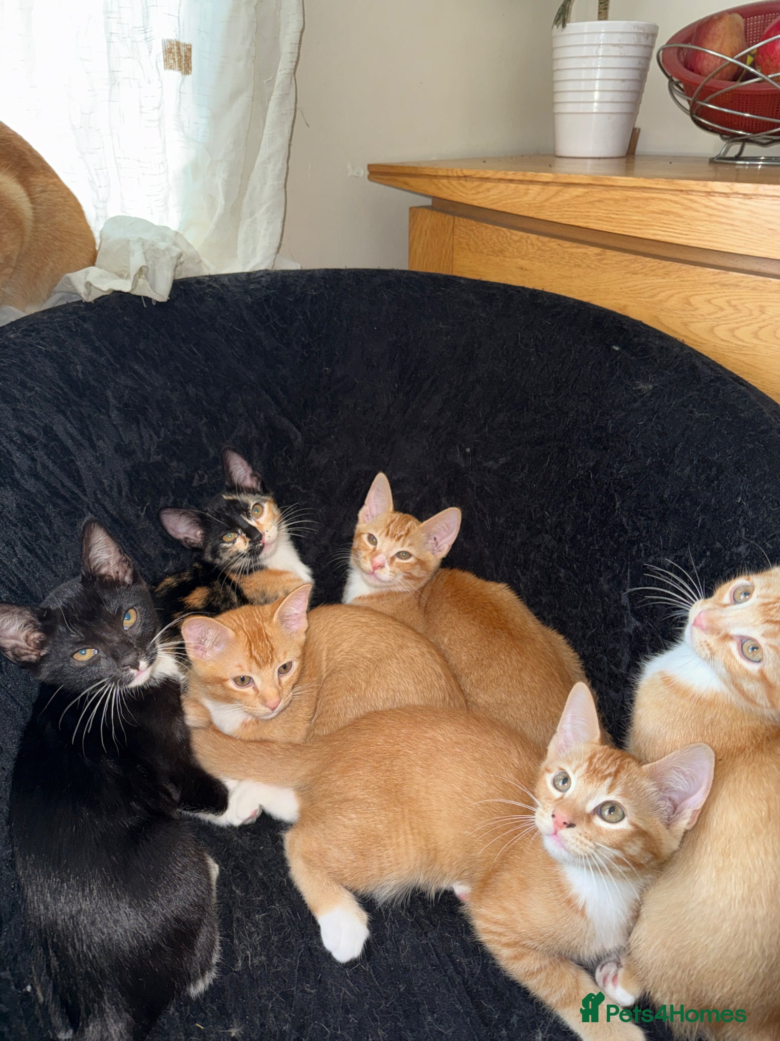 Domestic Shorthair cats for sale: Selling domestic shorthair kittens in Southall - Advert 9
