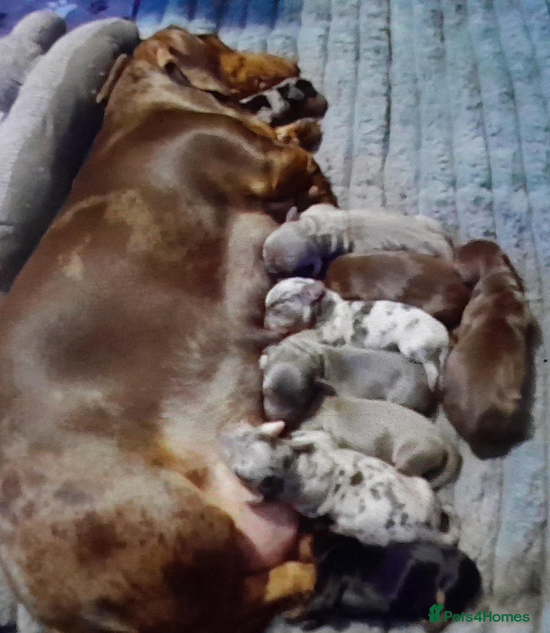 Miniature Dachshund dogs for sale: 9 KC registered miniature dachshunds  - Advert 2