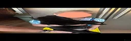 Mixed Breed dogs for sale: Beautiful Rottador Puppies - Advert 8