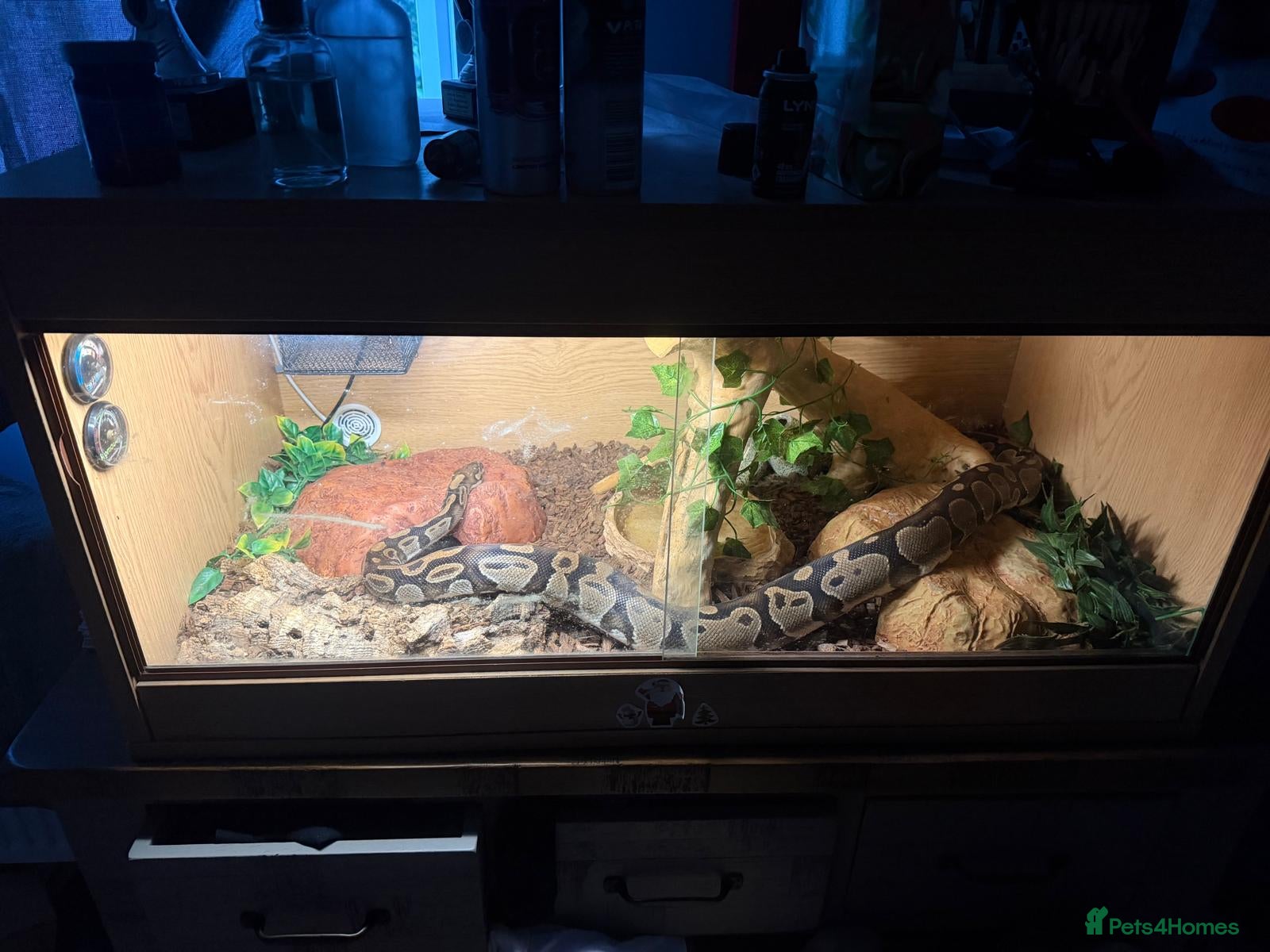 Python Snake reptiles Royal Python  - Advert 1
