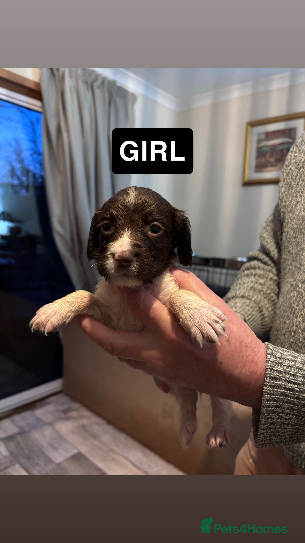 Sprocker dogs Sprocker Puppies For Sale - Advert 2