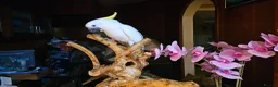 Cockatoo birds for sale: 9-Week-Old Triton Cockatoo Chicks Available - Advert 16