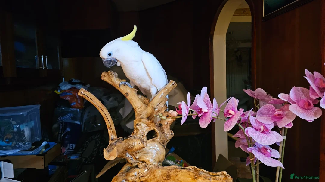 Cockatoo birds for sale: 9-Week-Old Triton Cockatoo Chicks Available - Advert 16