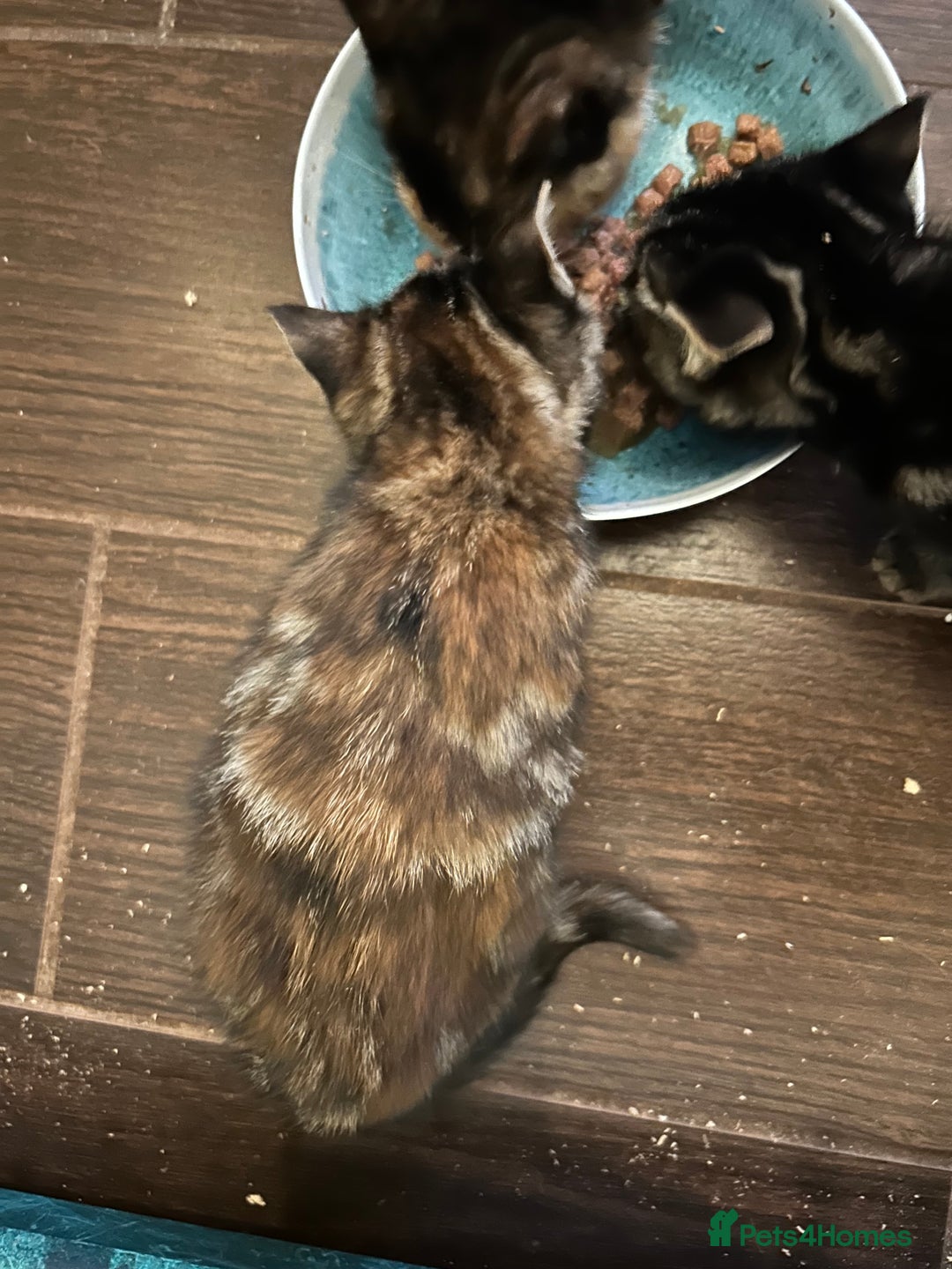 Mixed Breed cats for sale: Three beautiful kittens - Advert 5