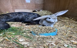 Mixed Breed rabbits for sale: Lovely rabbits well handled - Image 3