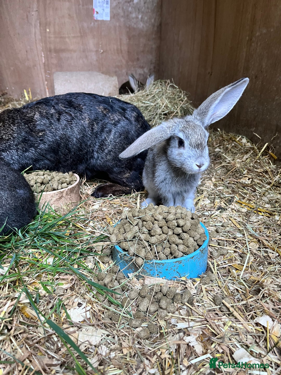 Mixed Breed rabbits for sale: Lovely rabbits well handled - Image 3