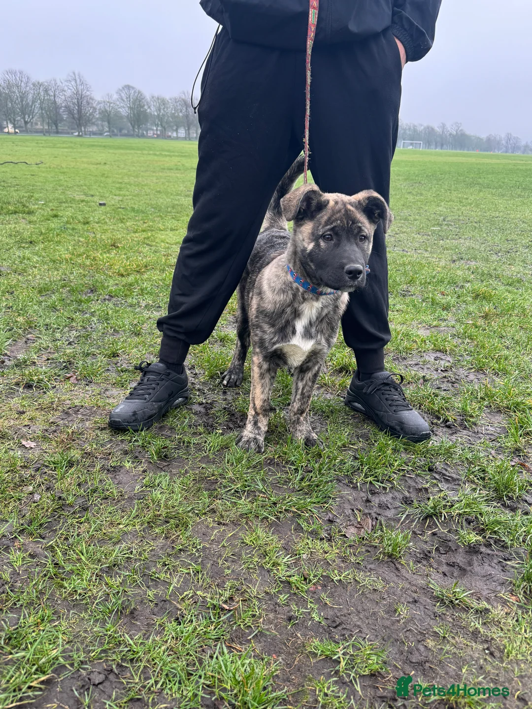 Mixed Breed dogs for sale: Beautiful Female Puppy (Presa Canario x Akita) - Advert 2
