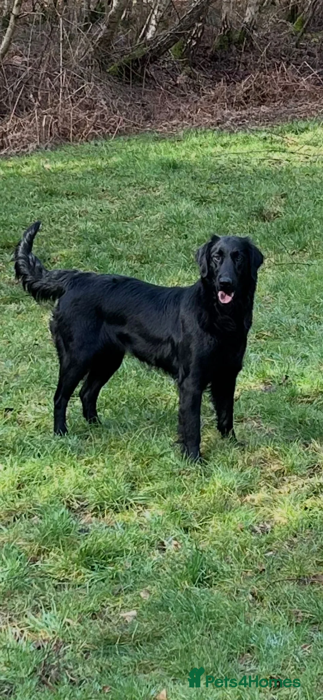 Flat coated Retriever dogs for sale: KC Flat Coated Retriever puppies  - Advert 9