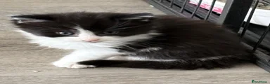 Maine Coon 1