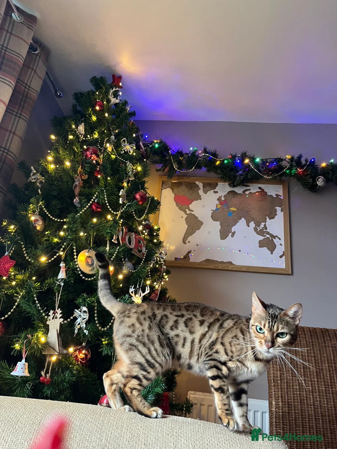 Bengal cats for sale: Bengal Female  - Advert 3