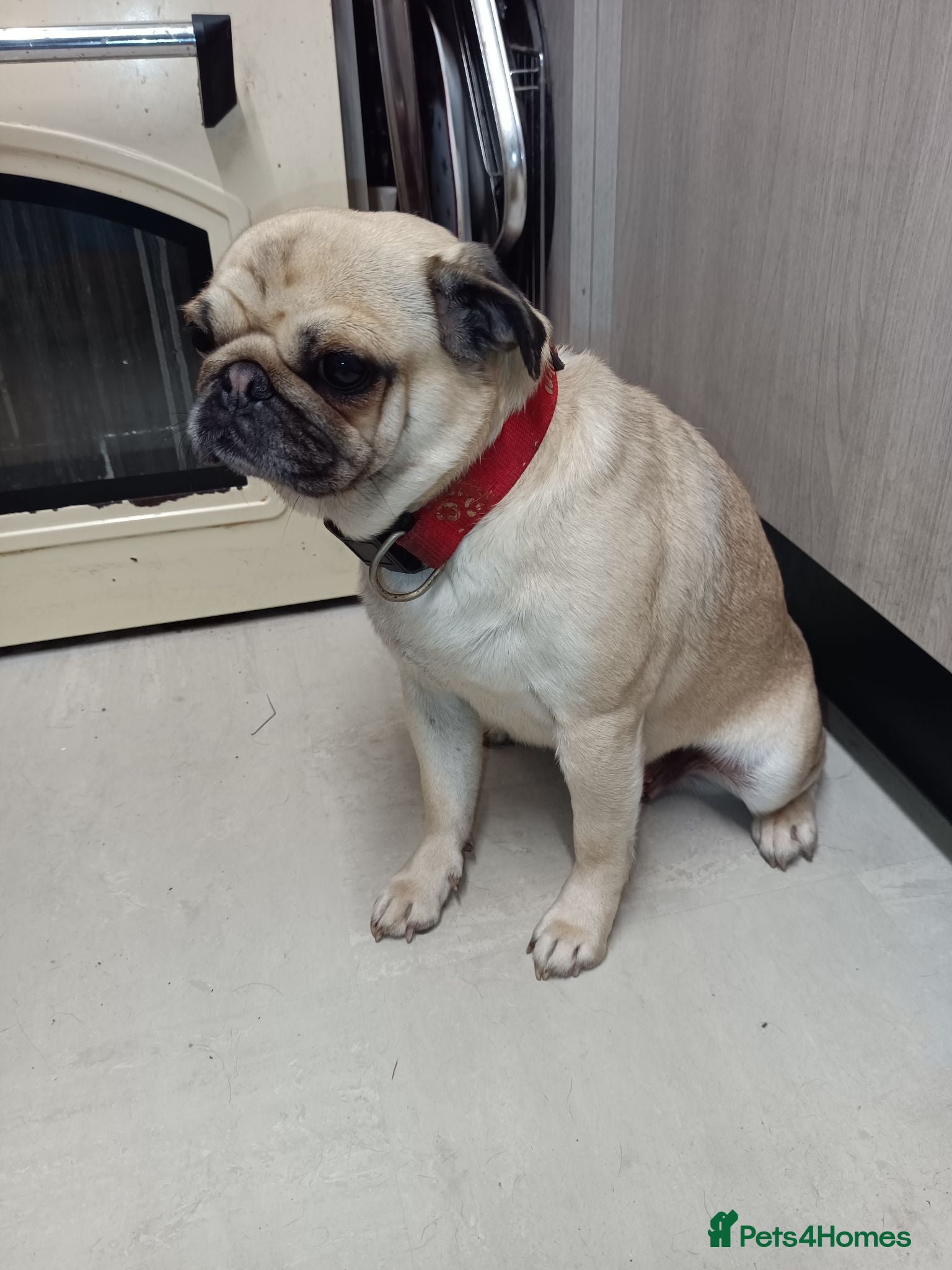 Pug dogs Pugs  - Advert 1