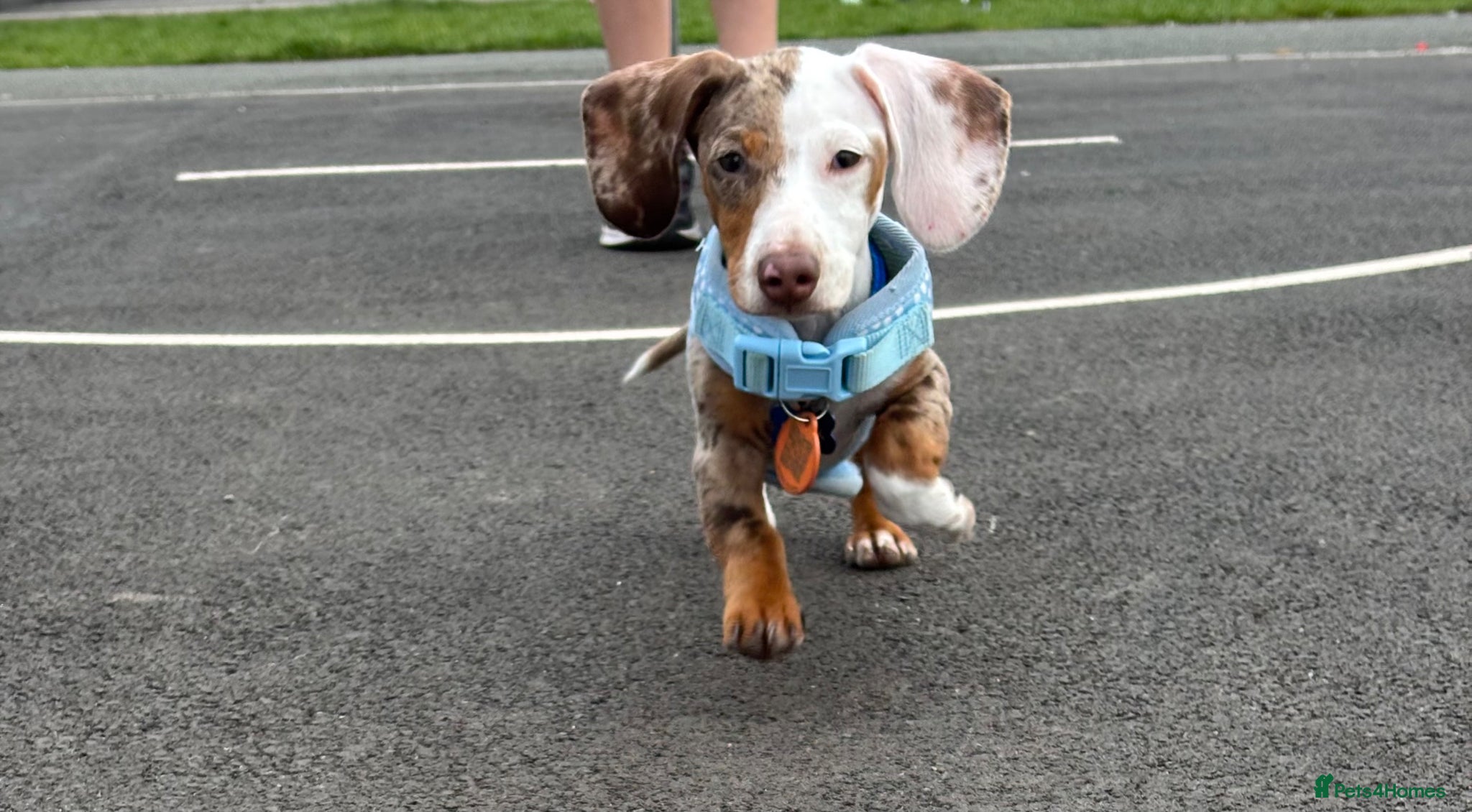 Miniature Dachshund dogs Frank - miniature dachshund  - Advert 13