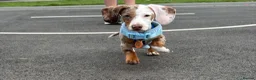 Miniature Dachshund dogs for sale: Frank - miniature dachshund  in Wolverhampton - Advert 1