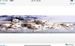 Dalmatian dogs for sale: LouAbidora  - Image 2